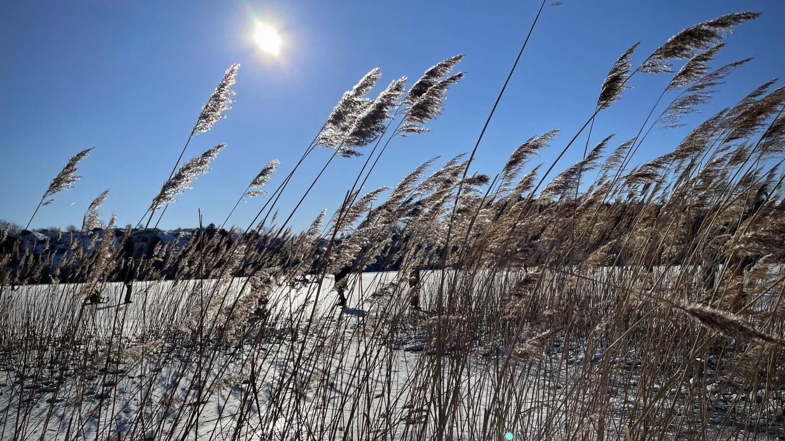 Natur rund um Zandvoort